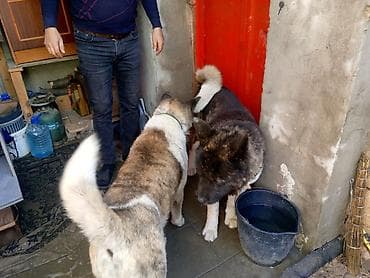 itlərin təlimi: 1 il — 3