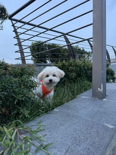 той ырлары попурри: Мальтийская болонка, 8 месяцев, Самец, С прививками, Платная доставка, Самовывоз, Доставка в районы — 3