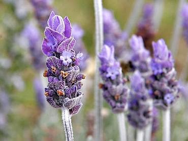 bezek bitkisi: Lavanda (Lavandula) – ətirli, dekorativ və çoxillik bitki - Növ — 1