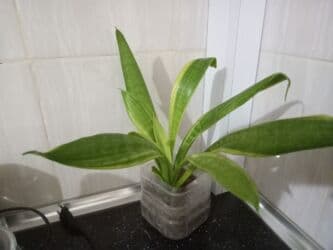 гул койгуч: Dekor güllər — 3