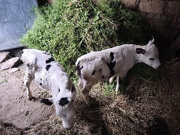 smental inekler: Dişi, Holsteyn, Simental, il: 3, Damazlıq, Südlük, Ünvandan götürmə, Ödənişli çatdırılma — 8