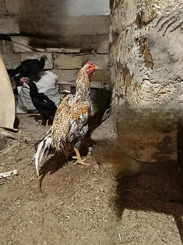 Цыплята: Петух, Heyrati, лет: 1, Платная доставка — 3