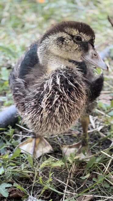 yarasa yuvası qiymeti: Muscovy ördəyi (indoutka) – qarışıq qara-ağ lələklər, qırmızı karnizli — 11