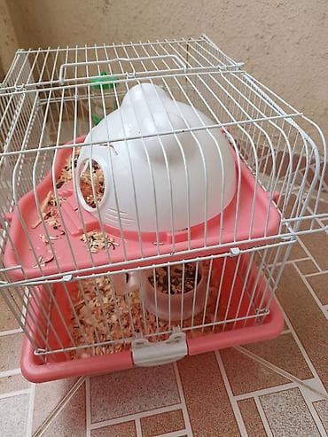 hamster satis: Qəfəs və dümağ dişi cunqarik satılır. Qəfəsdə heç bir problem yoxdur — 2