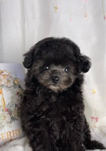 pudel bala: Pudel, 2 ay — 2