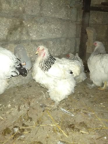 iri it cinsi: Salam aleykum. satışda bir cüt Brama var. xoruz yeni ayılıb. xoruzluq — 4