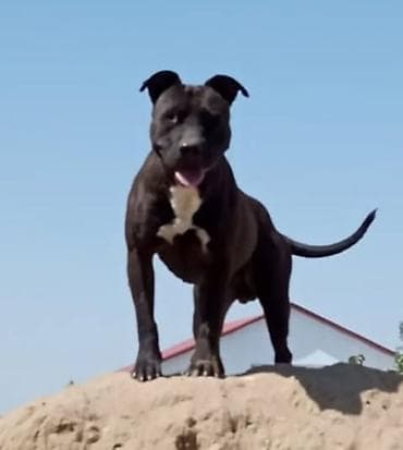 джек рассел терьер цена в баку: Питбуль, 2 месяца, Самец, С прививками — 5