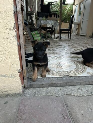 1 ay, Dişi, Ünvandan götürmə, Ödənişli çatdırılma