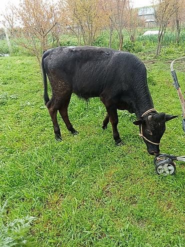 hinduska satisi: Satılır: erkəydi 6 aylqdi 1650 deylir riyalı alcıyla razlaşacam ciddi — 3