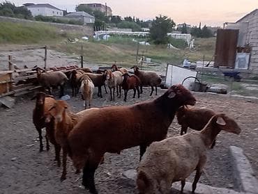 mal bazari: Erkək, il: 1, Ətlik, Ünvandan götürmə — 3