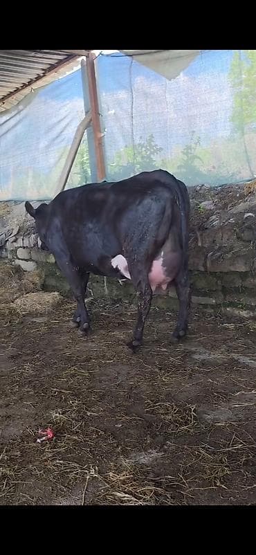 halep kecisi satilir: Inek 1 ci qarin dogub 3 gunluk erkek bala ile satilir sudu her saganda — 2