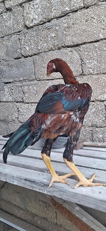 etlik: Cüt satılır.80azn.0552740964vp — 3