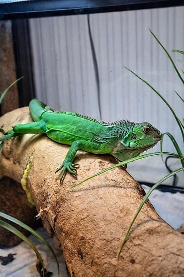 Yaşıl iquanalar – evdə ekzotik ev heyvanı axtaranlar üçün! Məhsul