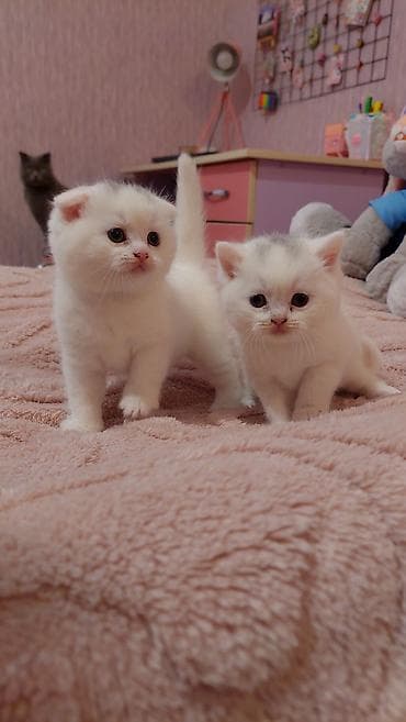 şotlant pişiy: Şotland, Dişi, Ünvandan götürmə — 3