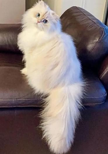 mustanq heyvan: Britan, Cütləşmə üçün — 1