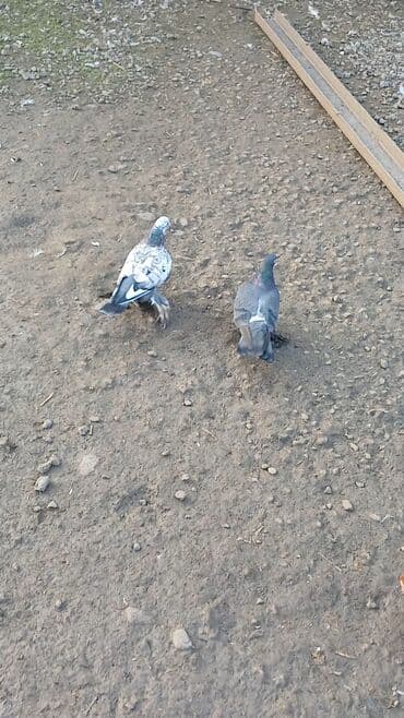 tap az qoyun: Salam herkese. 1 cüt bele oynaq göyercin satılır. isteyen olsa vpdan — 3