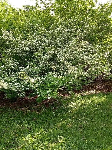 obyekt satilir: 60 sot, Kənd təsərrüfatı, Mülkiyyətçi, Kupça (Çıxarış) — 6