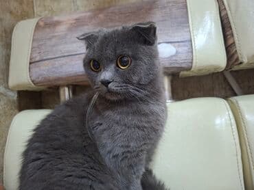 pişik yem: Şotland yastı qulaq — 3