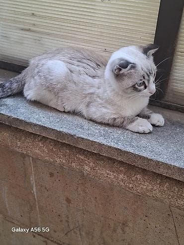 pişik satışı: Şotland yastı qulaq — 1
