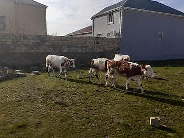 Птицы: Теленок, Самка, месяцев: 1, 100 кг, Для мяса, Самовывоз, Платная доставка — 6