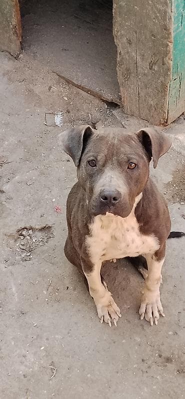 i̇t kanqal: Pitbul, 2 il, Dişi, Ünvandan götürmə — 4