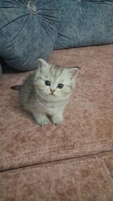 pişik yuva: Qızıl şinşilla, Dişi, Yaxşı əllərə, Ödənişli çatdırılma, Ünvandan götürmə — 3