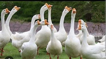 Kuban qaz sortu – iri cüssəli, uzunboyun, narıncı dimdikli və ağ