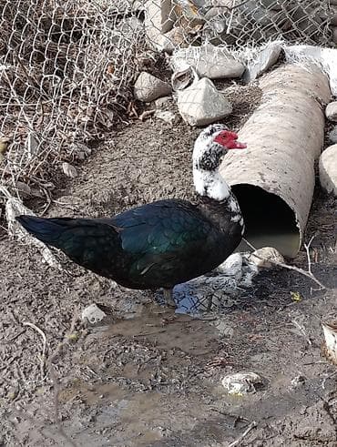 kənd toyuqu: Dişi, | Lal ördək, Ətlik, Ödənişli çatdırılma, Rayonlara çatdırılma — 3