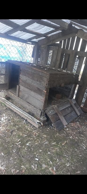 Qalin taxtadan yigilib. Yerden 10 sm hundur. Uzunu 1.20. Eni 1.20