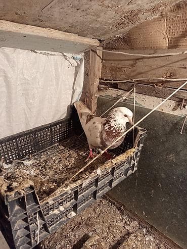 it sekilleri afcarka: Cins: Göyərçin ( qırmzı çil erkəy)xaiş edrəm real alclar narhat — 1