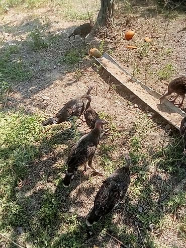 ördək balası və cücə: 3 aylıq amerikan bronz hinduşqalatdir istənilən sayda var diri çəkisi — 2