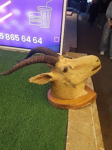 Dekorativ dağ keçisi başı – taksidermiya - Material: təbii dəri və — 2