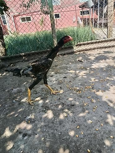 Toyuqlar: Toyuq, Damazlıq — 7