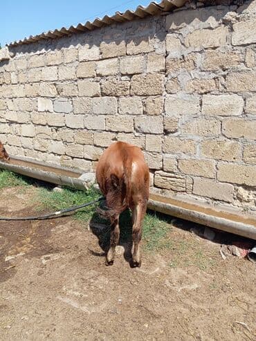 ingilis setter it cinsinin digər adı: Erkey saxlanmalı dana — 6