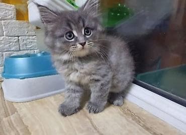 pişik ucuz: Meyn-kun — 6