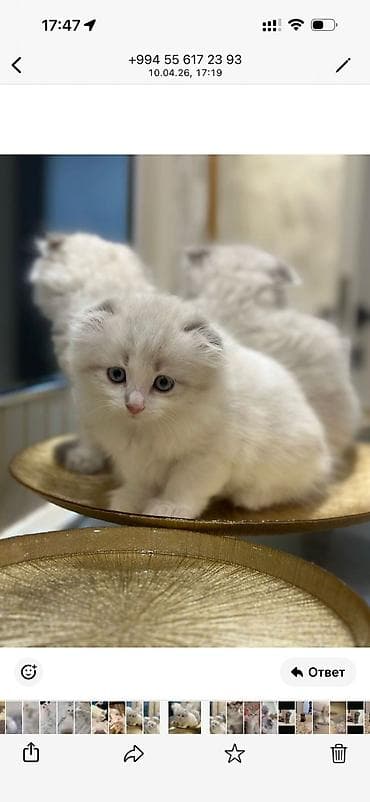 bala pitbul: Şotland — 7