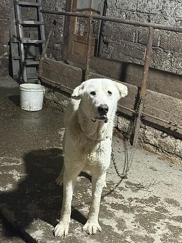 Gəmiricilər: Alabay, 1 il, Erkek — 5