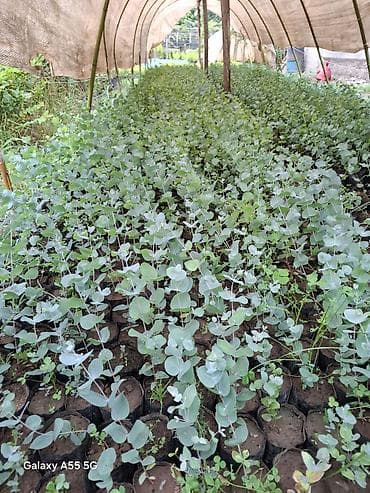 malax enciri: Fosfor efkalif satılır — 1