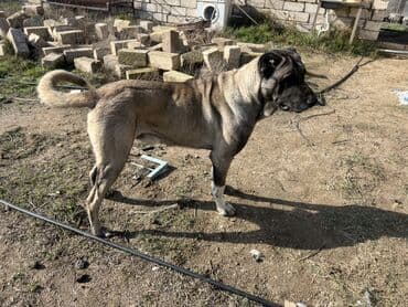 Pişiklər: Kanqal, 2 il, Erkek, Ünvandan götürmə — 2