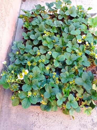 gül toxumları satışı: Çiyələk fidanları – məhsuldar, iri və şirinmeyvəli sort - Şəkillərdə — 3