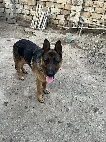 it tasma: Alman çoban iti, Peyvəndli — 2