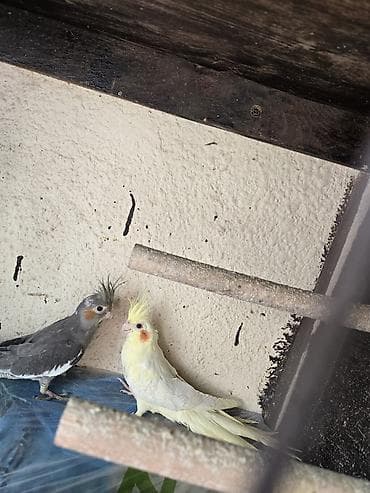 bulbul qusu: Nimfa papuqayları (2 ədəd cüt) - Növ: Nimfa (Cockatiel) - Rənglər: - — 1