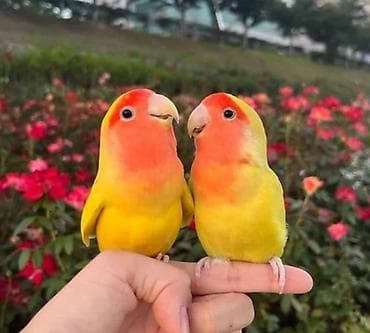 Məhsul:“lovebird” (Agapornis) tutuquşusu Xüsusiyyətlər: - Rəng lalafo.az -da Məhsul:“lovebird” (Agapornis) tutuquşusu Xüsusiyyətlər: - Rəng