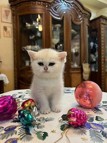 Ağ rəngli, mavi gözlü balaca pişik balaları - Cinsə bənzər görünüş