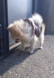 померанский шпиц купить: Шпиц, 1 год, Самец, С прививками — 3