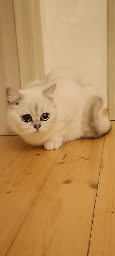 pişik pers: Britan — 4