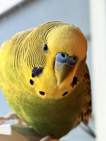 pitbul balasi satilir: Məhsul: Dalmatin ləkəli, sarı-yaşıl rəngli dalğalı papağan — 4