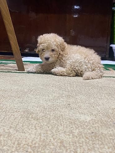 itleri: Pudel, 4 ay, Erkek — 3