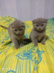 pişik cutleşdirme: Şotland, Dişi, Yaxşı əllərə, Ünvandan götürmə — 5