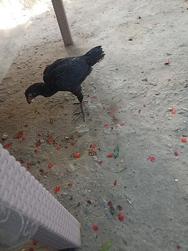 toy putel: Toyuq cücələri, Damazlıq — 5